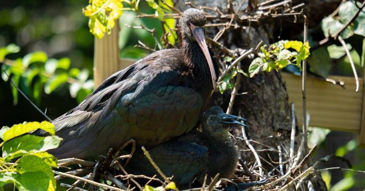 Sedgwick County Zoo announces hatching of Puna Ibis chick