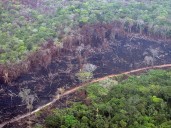 Deforestación causa la muerte de 28 mil personas al año, según estudio