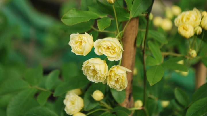 La rosa trepadora perfecta para jardines secos: rápida, resistente y con muchas flores en el verano