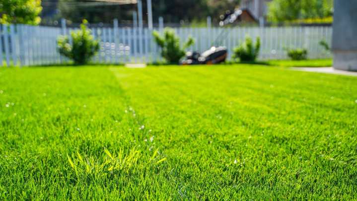 Mowing Vs Edging: Which Yard Maintenance Task Should Come First?