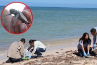 Rescatan a 127 crías de tortugas marinas en Progreso: Las entregan al Cetmar