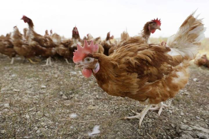 Half million Bird Flu cases now in the region: ND, SD, MN, MT