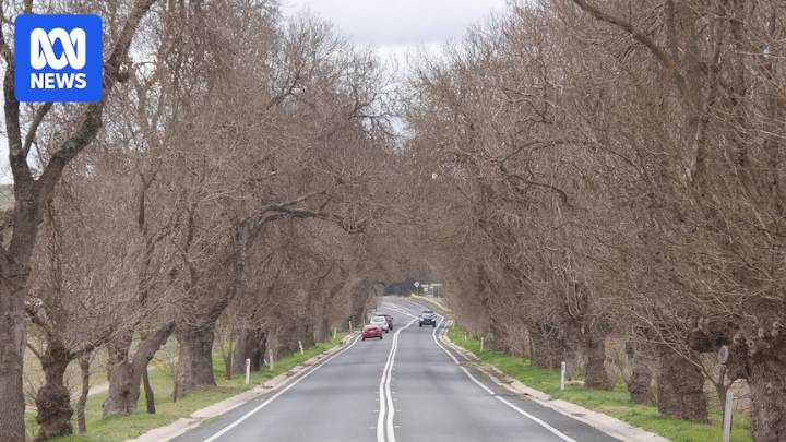 Fears passing wind turbines could damage O'Connell's Anzac memorial trees