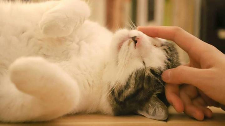 El verdadero significado de que tu gato te despierte en la madrugada, según los expertos