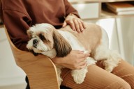 11 Snuggly Dog Breeds Who Choose Laps Over Dog Beds