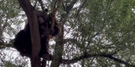Bear rescued after car crash in Colorado Springs