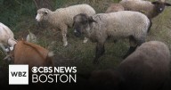 How a team of sheep and goats helped an IT worker launch a “lambscaping” business