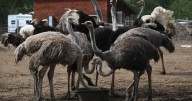 B.C. farm wants Supreme Court of Canada to stop ostrich cull