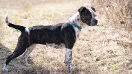 Pit Heeler: A Pit Bull Terrier and Cattle Dog Mix