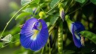What Is Aparajita? The Blue Flower Everyone’s Talking About For Brain And Stress Benefits