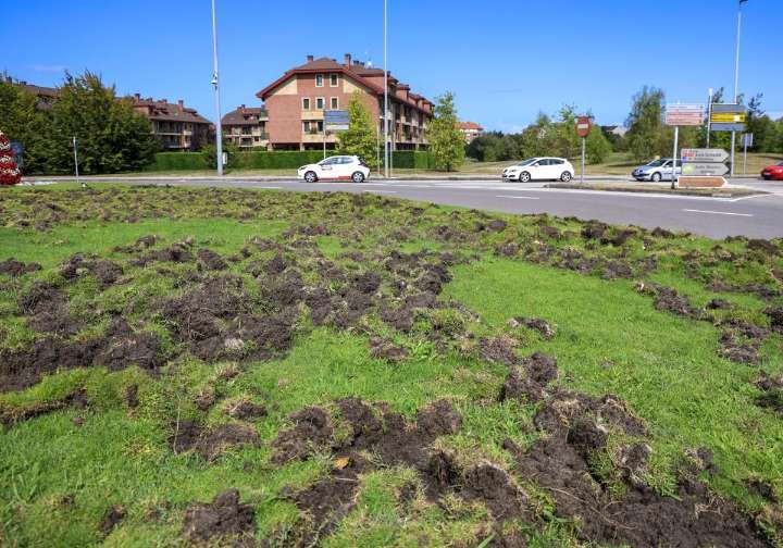 Los jabalís le cogen el gusto a las rotondas de Gijón