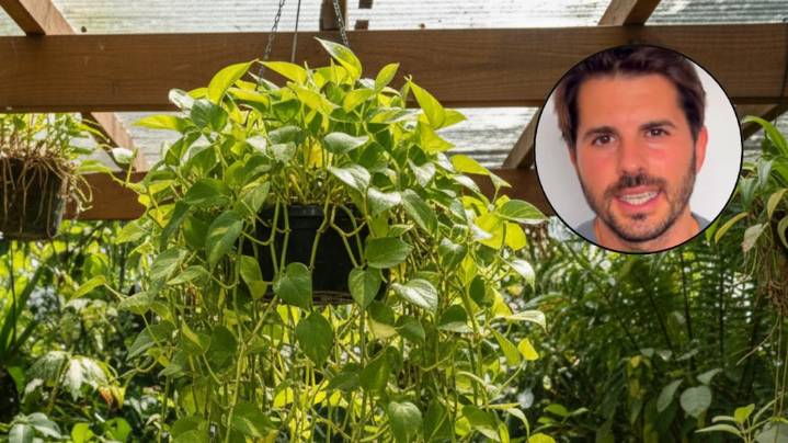Álvaro Pedrera, experto en plantas: “Multiplicá tu potus por 1000 con este truco”