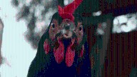 György Pálfi Talks Working With Eight Chickens in TIFF Title "Hen"