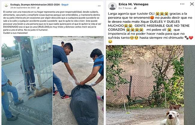 Vecinos de Ocampo denuncian envenenamiento masivo de perros