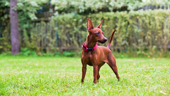 10 Cutest Dog Breeds to Melt Your Heart and Warm Your Soul