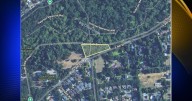 Crews to remove non-native Eucalyptus trees from Bidwell Park next week