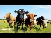Severe droughts worldwide pose major threat to meat & dairy farms