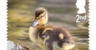Royal Mail unveils 'quacking' collection of duck stamps to celebrate 'rich' wildlife history