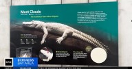 Rare albino alligator Claude turns 30, celebrated as Bay Area icon