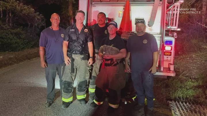 Rescue in the drain: Firefighters crawl through culverts to save a deaf, blind dog in Lacombe
