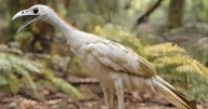 Descubrimiento sin precedentes: hallaron el ave más antigua de la historia y se reescribe la historia evolutiva