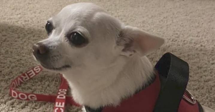 Dallas service dog vanishes while in Rover sitter's care; owner pleads for her return: "She is my everything. She is my family."