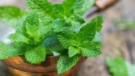 Como lo hacen en los viveros: el truco para mantener tu planta de menta siempre verde, fresca y saludable