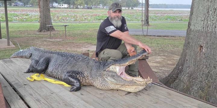 Arkansas hunters check 162 alligators in first weekend of season