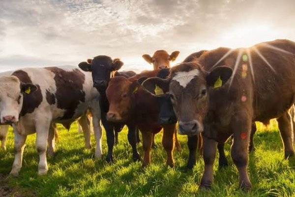 BAJA DE RETENCIONES! Duro comunicado de los productores rurales argentinos