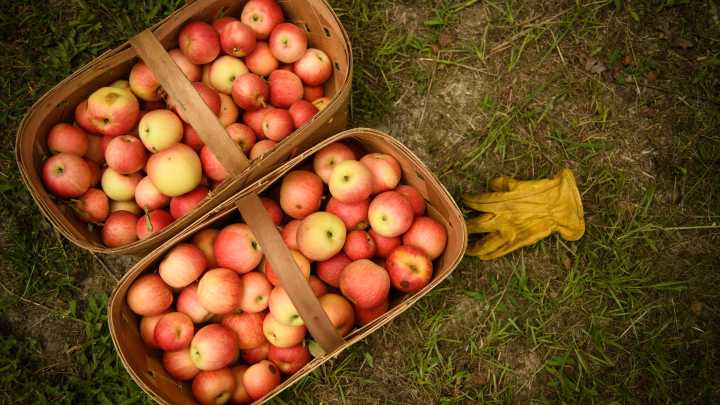 From surplus harvest to family cottage food business