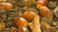 Acorns flooding your yard? There's a reason why