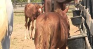 Nicholasville horse rescue takes in 2 neglected foals, enlists surrogates to help
