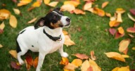 Head vet issues warning to anyone who walks a dog this autumn