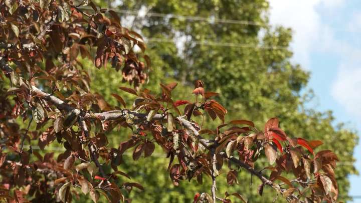 When can we expect the peak fall colors on our foliage?