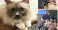 Saying goodbye to Watson: A cat dad's emotional journey