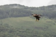 What rewilders don't understand about the British countryside