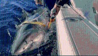 Meet Contender: The Largest Tagged Male Great White Shark In North Atlantic, At 4.19 Meters