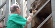 Elephant receives dental care at zoo