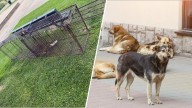 Ciudad de Las Vegas busca resolver problema de perros callejeros