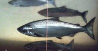 Government turns off water taps in parts of B.C. as low flows threaten salmon