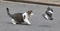 Larry the Cat gets 'more attention' from world leaders than everyone else at No 10