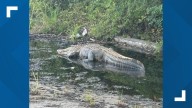 Alligator captured in McDonald's parking lot on Rocky Creek Road in Macon