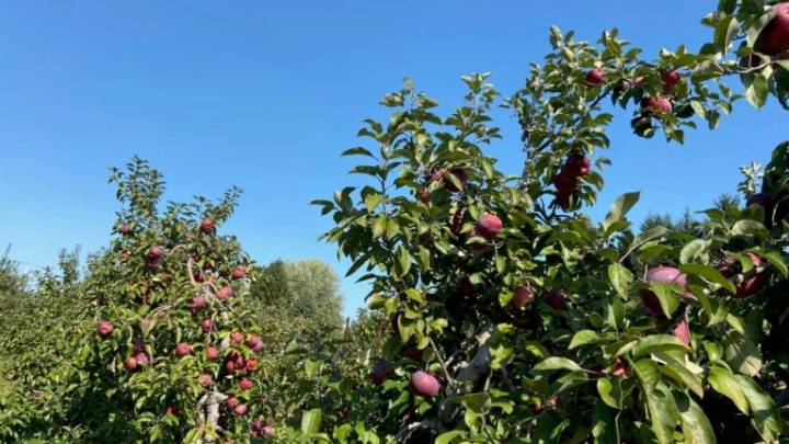 What is the most Instagrammable apple orchard in New England?