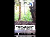 Adorable wrestling match between bear cub siblings