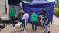 ¡Atención Bogotá! Abren 2.000 cupos de esterilización gratuita para perros y gatos en septiembre