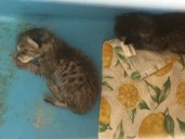 Texas science teacher sorry for feeding sick kitten to classroom snake