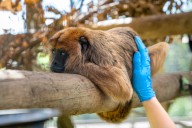 You can give a gift to the animals at The Potawatomi Zoo