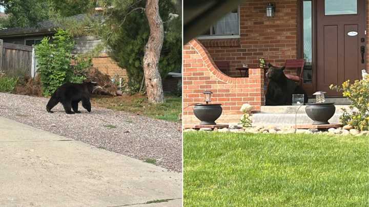 Colorado Neighbors’ Jaw Drops As They Spot Large, Furry Visitor Sunbathing On Porch