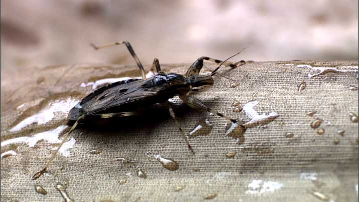 What is Chagas disease spreading in the U.S.