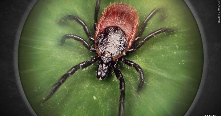 Tick bite precautions urged in Illinois after Powassan case